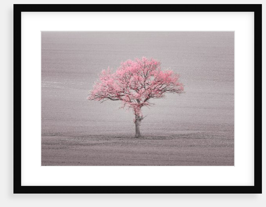 Single tree in foggy field by Assaf Frank